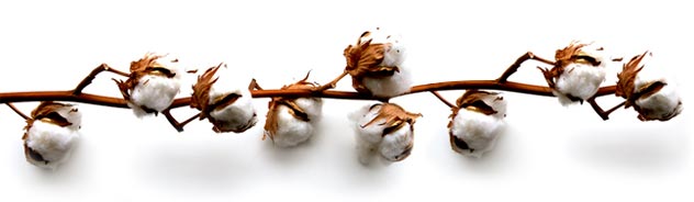 Coton biologique sans OGM