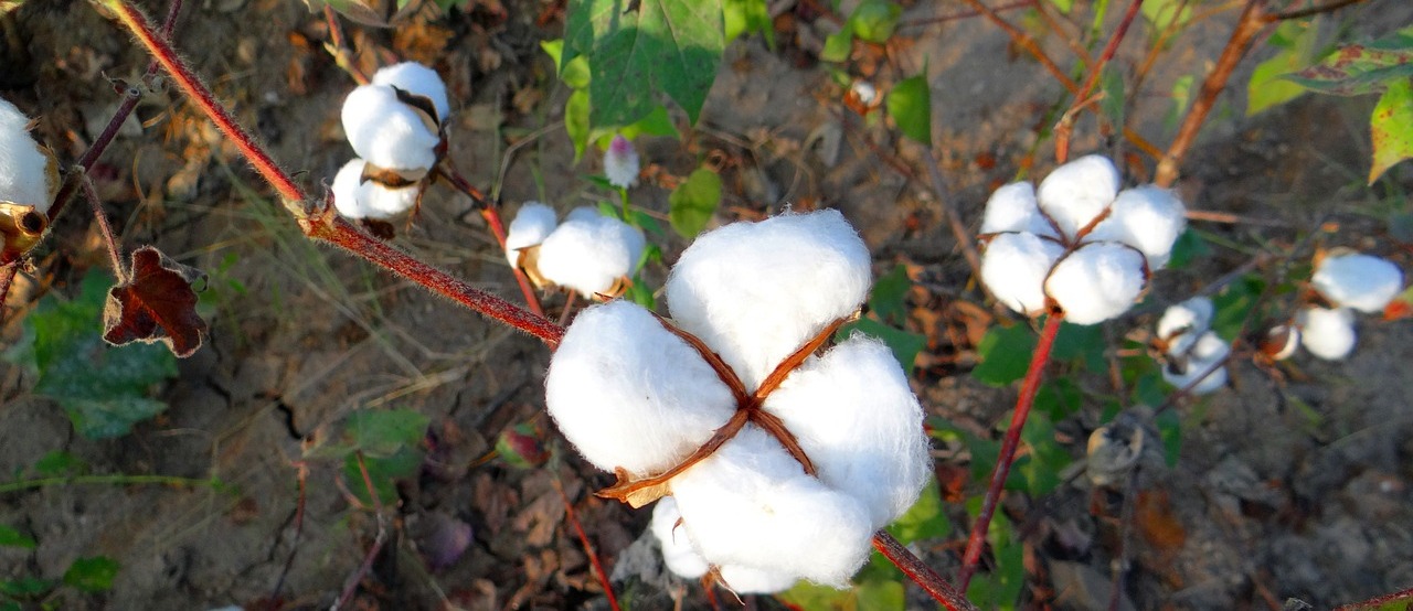 Why is growing organic cotton better than growing conventional cotton?